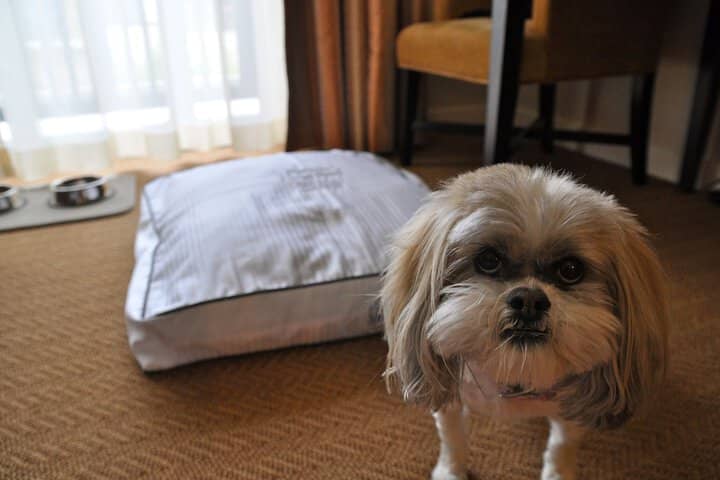 Pet Friendly 52 of 80